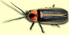 firefly