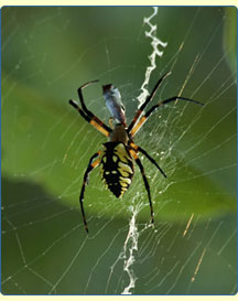 spider on a web