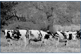 cows in a field